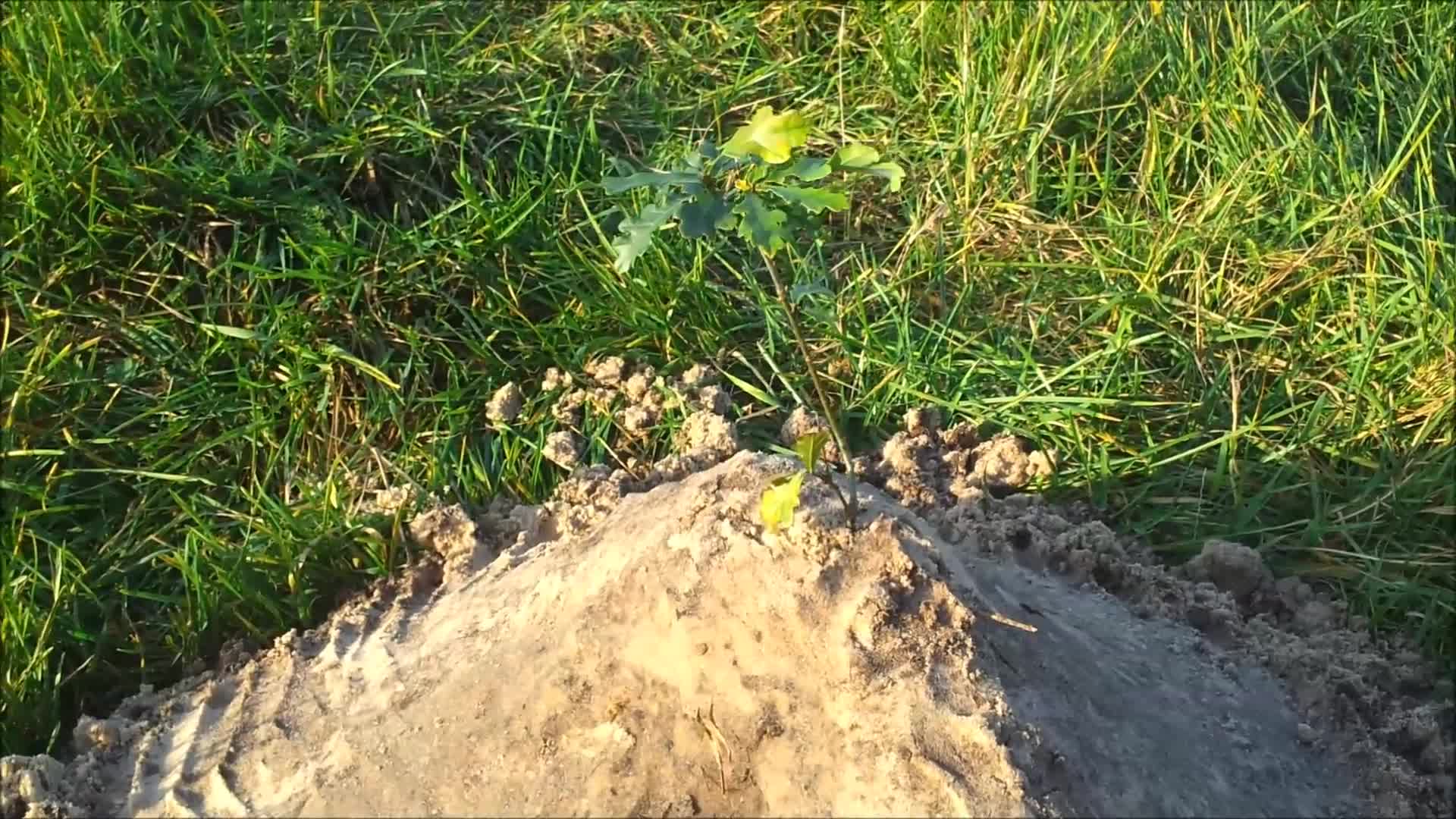 Tree growing simulator Trailer video IndieDB